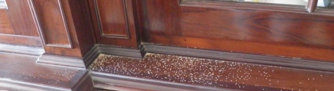 Cupins no Armario 24 HORAS